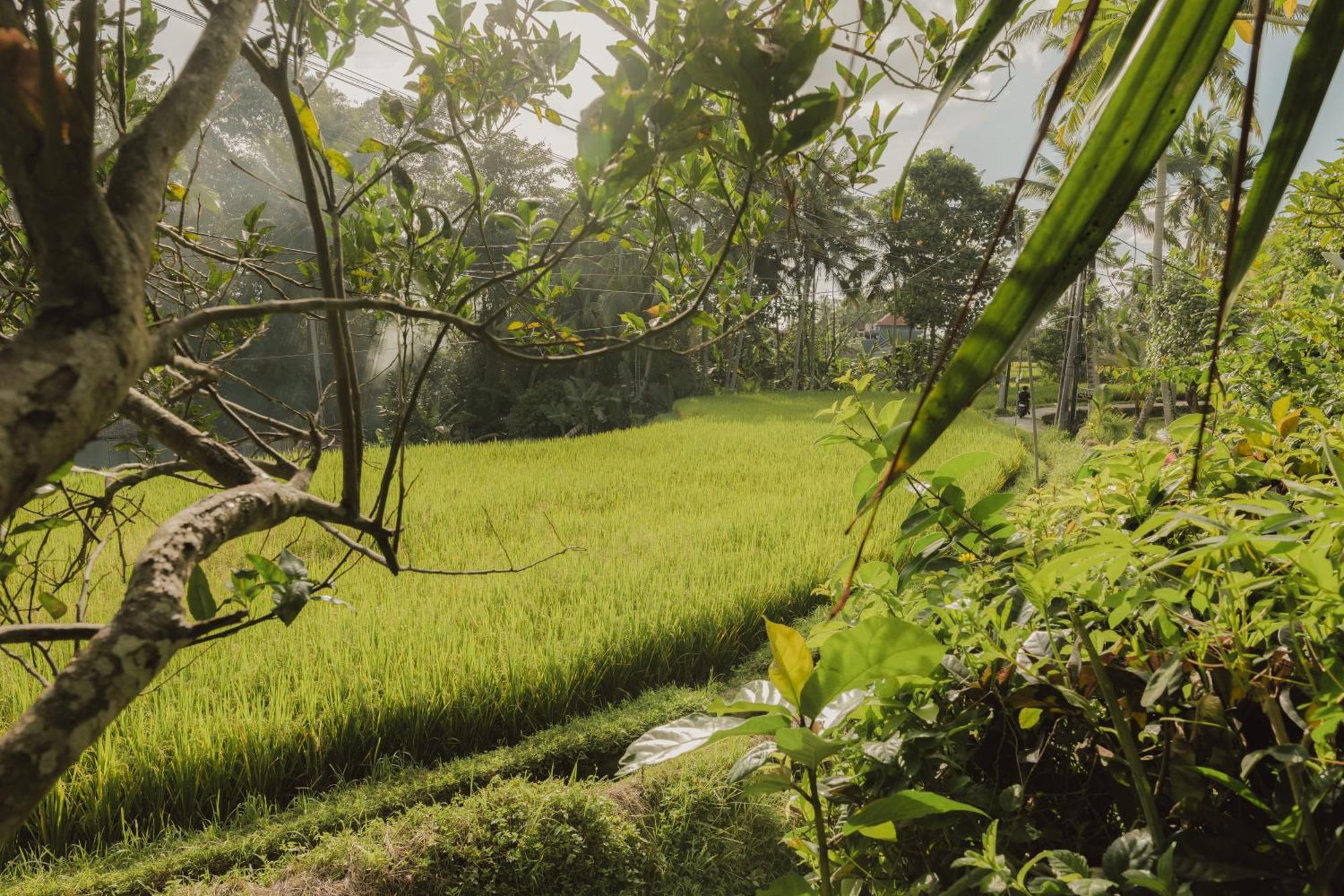Villa Lumbung Ubud  Ngoại thất bức ảnh